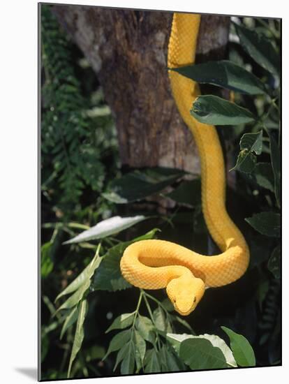 Eyelash Viper Snake, Costa Rica-Lynn M^ Stone-Mounted Premium Photographic Print