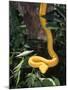 Eyelash Viper Snake, Costa Rica-Lynn M^ Stone-Mounted Premium Photographic Print