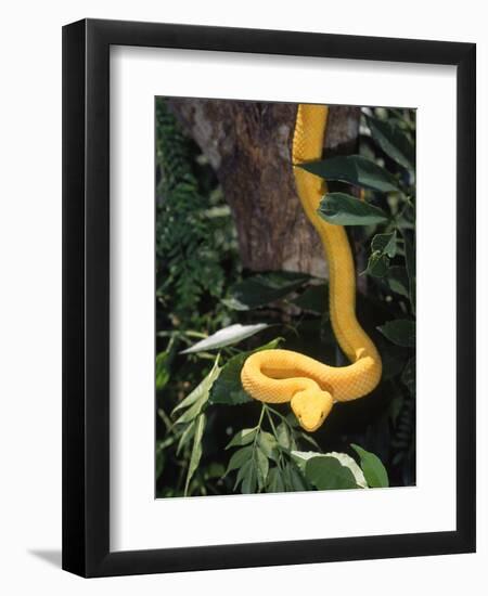 Eyelash Viper Snake, Costa Rica-Lynn M^ Stone-Framed Premium Photographic Print