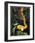 Eyelash Viper Snake, Costa Rica-Lynn M^ Stone-Framed Premium Photographic Print