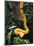 Eyelash Viper Snake, Costa Rica-Lynn M^ Stone-Mounted Premium Photographic Print