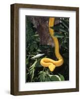 Eyelash Viper Snake, Costa Rica-Lynn M^ Stone-Framed Photographic Print