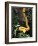 Eyelash Viper Snake, Costa Rica-Lynn M^ Stone-Framed Photographic Print