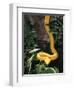 Eyelash Viper Snake, Costa Rica-Lynn M^ Stone-Framed Photographic Print