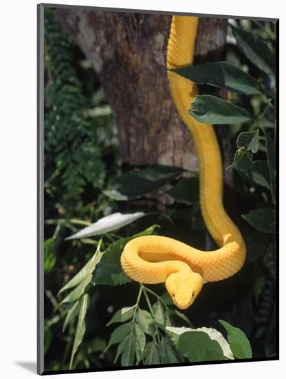 Eyelash Viper Snake, Costa Rica-Lynn M^ Stone-Mounted Photographic Print