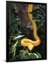 Eyelash Viper Snake, Costa Rica-Lynn M^ Stone-Framed Photographic Print