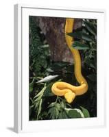 Eyelash Viper Snake, Costa Rica-Lynn M^ Stone-Framed Photographic Print