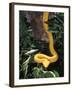 Eyelash Viper Snake, Costa Rica-Lynn M^ Stone-Framed Photographic Print