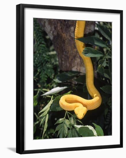 Eyelash Viper Snake, Costa Rica-Lynn M^ Stone-Framed Photographic Print