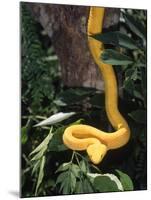 Eyelash Viper Snake, Costa Rica-Lynn M^ Stone-Mounted Photographic Print