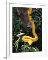 Eyelash Viper Snake, Costa Rica-Lynn M^ Stone-Framed Photographic Print