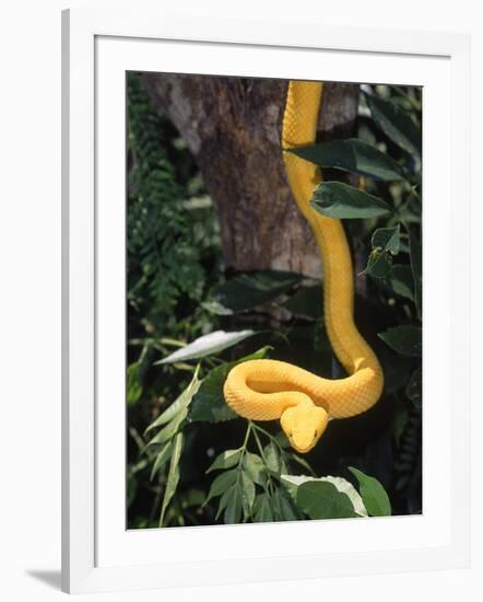 Eyelash Viper Snake, Costa Rica-Lynn M^ Stone-Framed Photographic Print