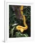 Eyelash Viper Snake, Costa Rica-Lynn M^ Stone-Framed Photographic Print