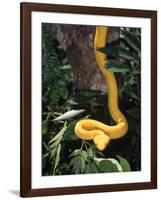 Eyelash Viper Snake, Costa Rica-Lynn M^ Stone-Framed Photographic Print