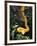 Eyelash Viper Snake, Costa Rica-Lynn M^ Stone-Framed Photographic Print