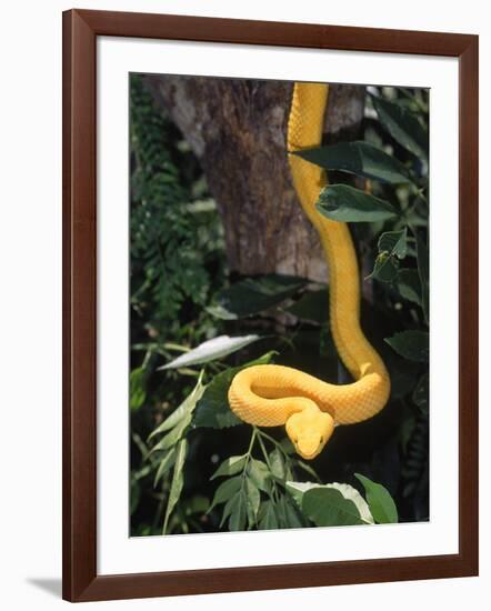 Eyelash Viper Snake, Costa Rica-Lynn M^ Stone-Framed Photographic Print