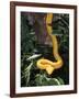 Eyelash Viper Snake, Costa Rica-Lynn M^ Stone-Framed Photographic Print