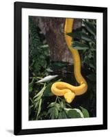 Eyelash Viper Snake, Costa Rica-Lynn M^ Stone-Framed Photographic Print