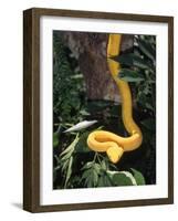 Eyelash Viper Snake, Costa Rica-Lynn M^ Stone-Framed Photographic Print