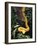 Eyelash Viper Snake, Costa Rica-Lynn M^ Stone-Framed Photographic Print