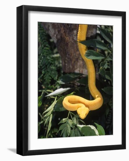 Eyelash Viper Snake, Costa Rica-Lynn M^ Stone-Framed Photographic Print