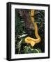 Eyelash Viper Snake, Costa Rica-Lynn M^ Stone-Framed Photographic Print