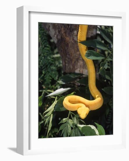 Eyelash Viper Snake, Costa Rica-Lynn M^ Stone-Framed Photographic Print