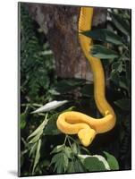 Eyelash Viper Snake, Costa Rica-Lynn M^ Stone-Mounted Photographic Print