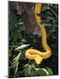 Eyelash Viper Snake, Costa Rica-Lynn M^ Stone-Mounted Photographic Print