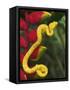 Eyelash Viper Snake on Heliconia Flower-Papilio-Framed Stretched Canvas