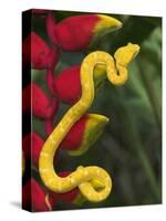 Eyelash Viper Snake on Heliconia Flower-Papilio-Stretched Canvas