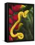 Eyelash Viper Snake on Heliconia Flower-Papilio-Framed Stretched Canvas