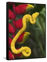 Eyelash Viper Snake on Heliconia Flower-Papilio-Framed Stretched Canvas