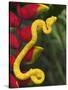 Eyelash Viper Snake on Heliconia Flower-Papilio-Stretched Canvas