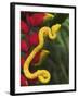 Eyelash Viper Snake on Heliconia Flower-Papilio-Framed Premium Photographic Print