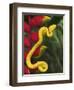 Eyelash Viper Snake on Heliconia Flower-Papilio-Framed Photographic Print