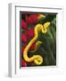 Eyelash Viper Snake on Heliconia Flower-Papilio-Framed Photographic Print