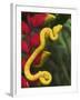 Eyelash Viper Snake on Heliconia Flower-Papilio-Framed Photographic Print