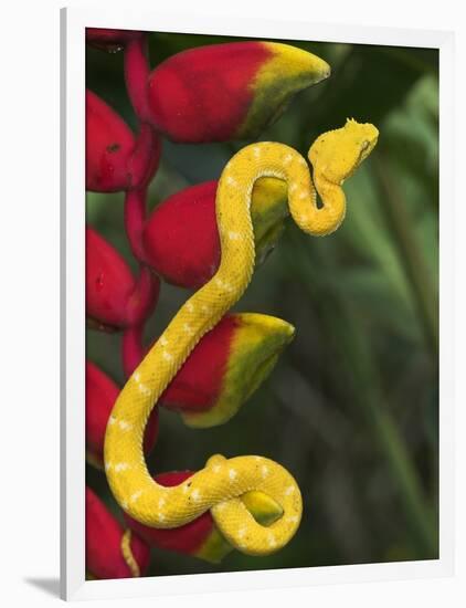 Eyelash Viper Snake on Heliconia Flower-Papilio-Framed Photographic Print