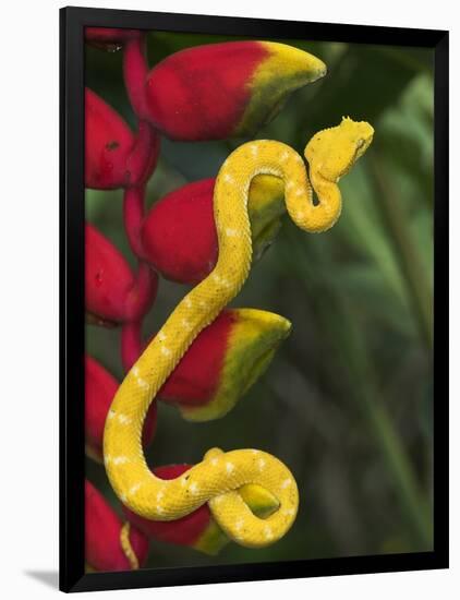 Eyelash Viper Snake on Heliconia Flower-Papilio-Framed Photographic Print