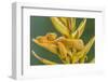 Eyelash viper waiting on Heliconia flower for hummingbird, golden colour morph, Costa Rica-Phil Savoie-Framed Photographic Print