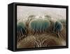 Eyes of a Black Widow-Jim Zuckerman-Framed Stretched Canvas