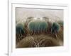 Eyes of a Black Widow-Jim Zuckerman-Framed Photographic Print