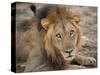 Eyes of a Lion-Scott Bennion-Stretched Canvas