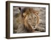 Eyes of a Lion-Scott Bennion-Framed Photo