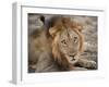 Eyes of a Lion-Scott Bennion-Framed Photo