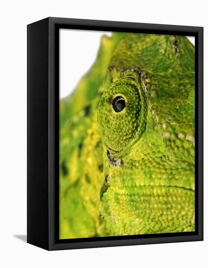 Eyes of a Meller's Chameleon-Martin Harvey-Framed Stretched Canvas