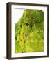 Eyes of a Meller's Chameleon-Martin Harvey-Framed Photographic Print