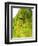 Eyes of a Meller's Chameleon-Martin Harvey-Framed Photographic Print