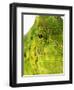 Eyes of a Meller's Chameleon-Martin Harvey-Framed Photographic Print